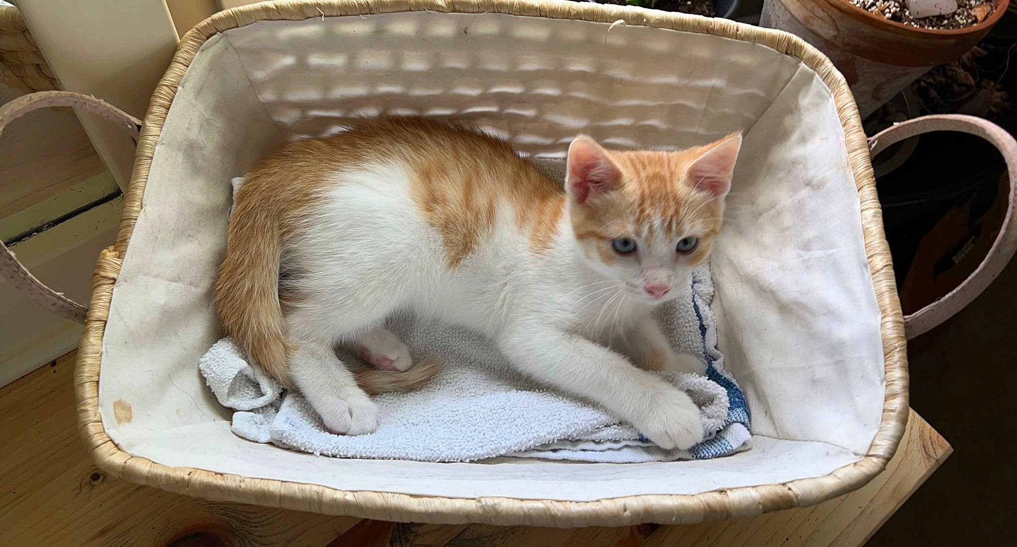 Diego is registered to the contest to win money with this photo: animal_shelter, carnivore, cat, cat_supply, claw, domestic_short_haired_cat, fawn, felidae, fur, ingredient, paw, pet_supply, photo_caption, rectangle, sitting, small_to_medium_sized_cats, snout, tail, whiskers