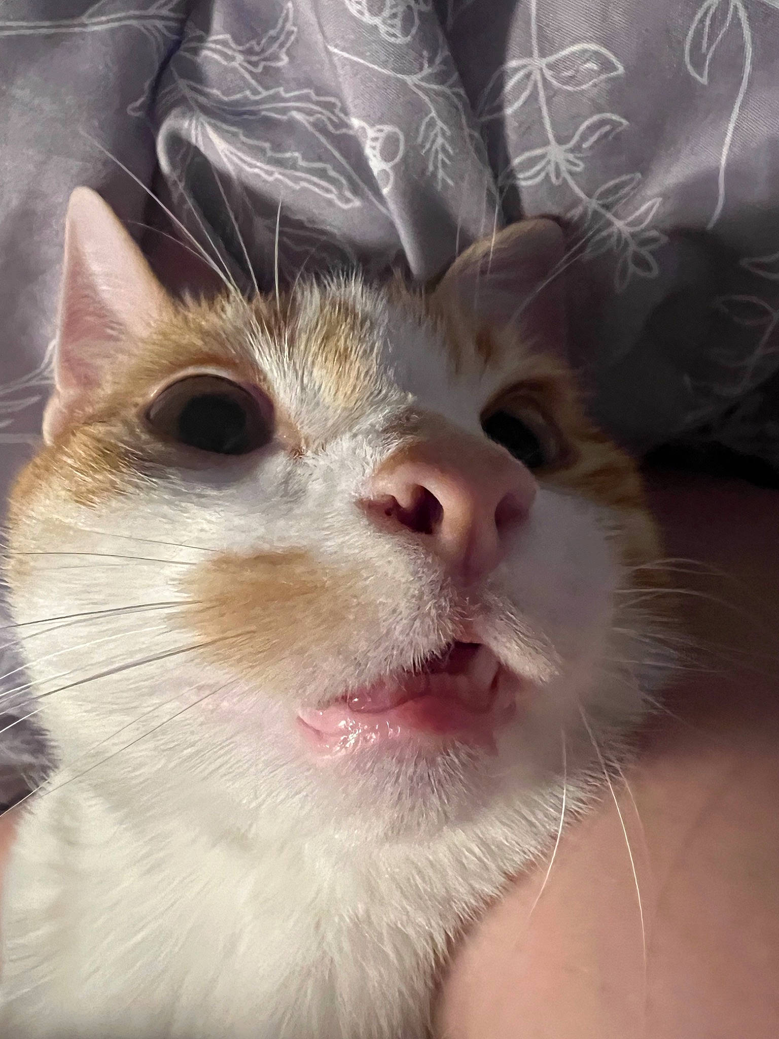 Diego is registered to the contest to win money with this photo: carnivore, cat, comfort, domestic_short_haired_cat, eye, felidae, fur, small_to_medium_sized_cats, snout, terrestrial_animal, whiskers