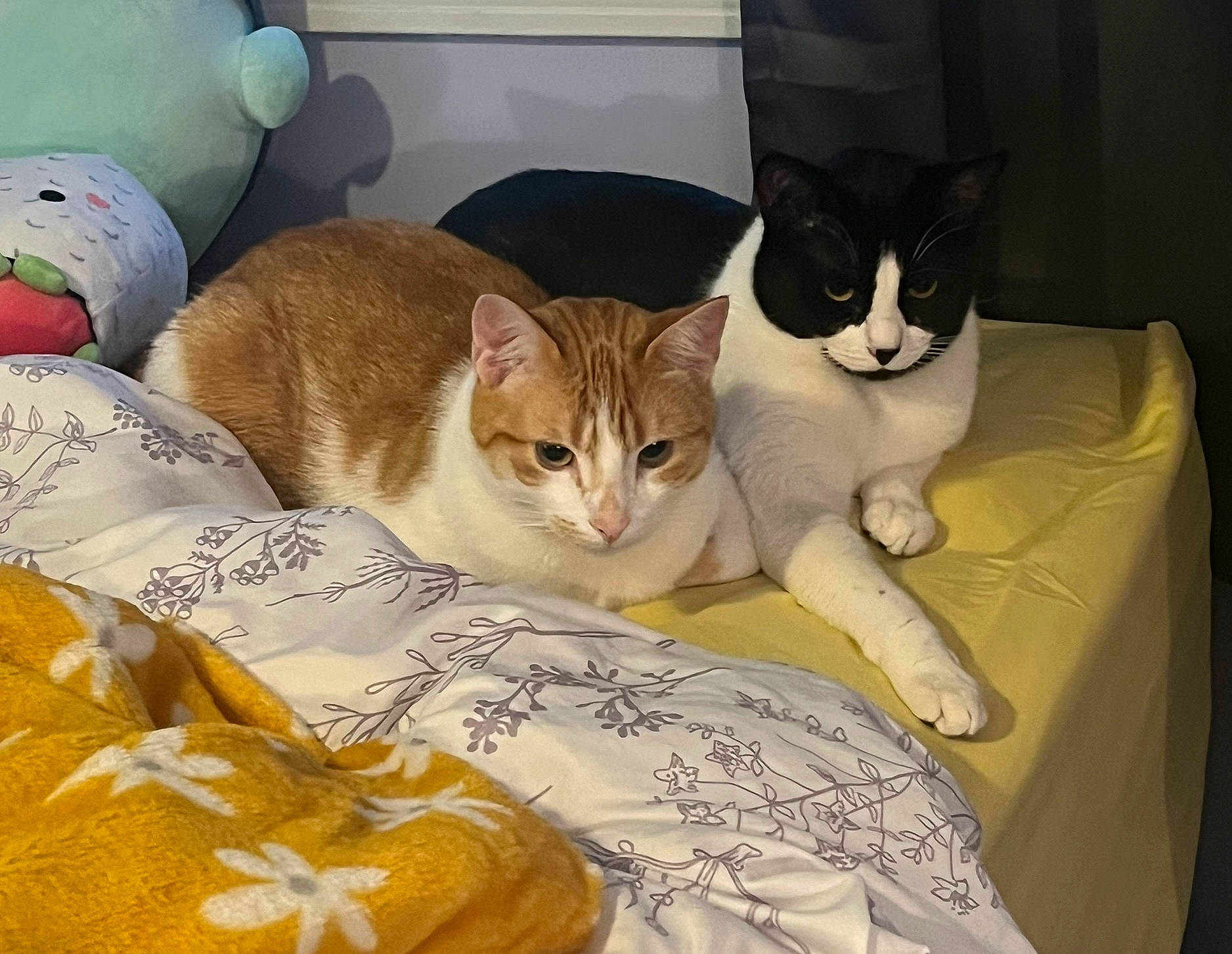 Diego joined the competition — help win amazing prizes! bed_sheet, bedding, blanket, carnivore, cat, cat_supply, comfort, couch, domestic_short_haired_cat, felidae, fur, linens, paw, pet_supply, room, small_to_medium_sized_cats, tail, whiskers