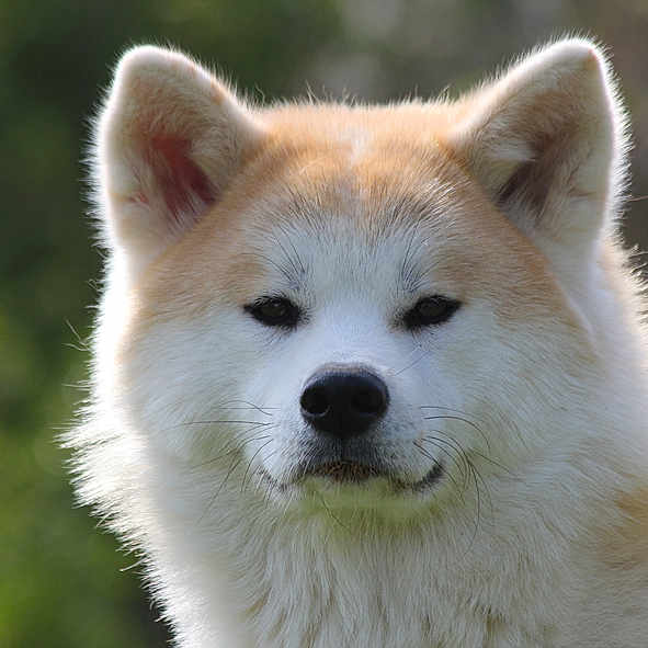 Hyra
