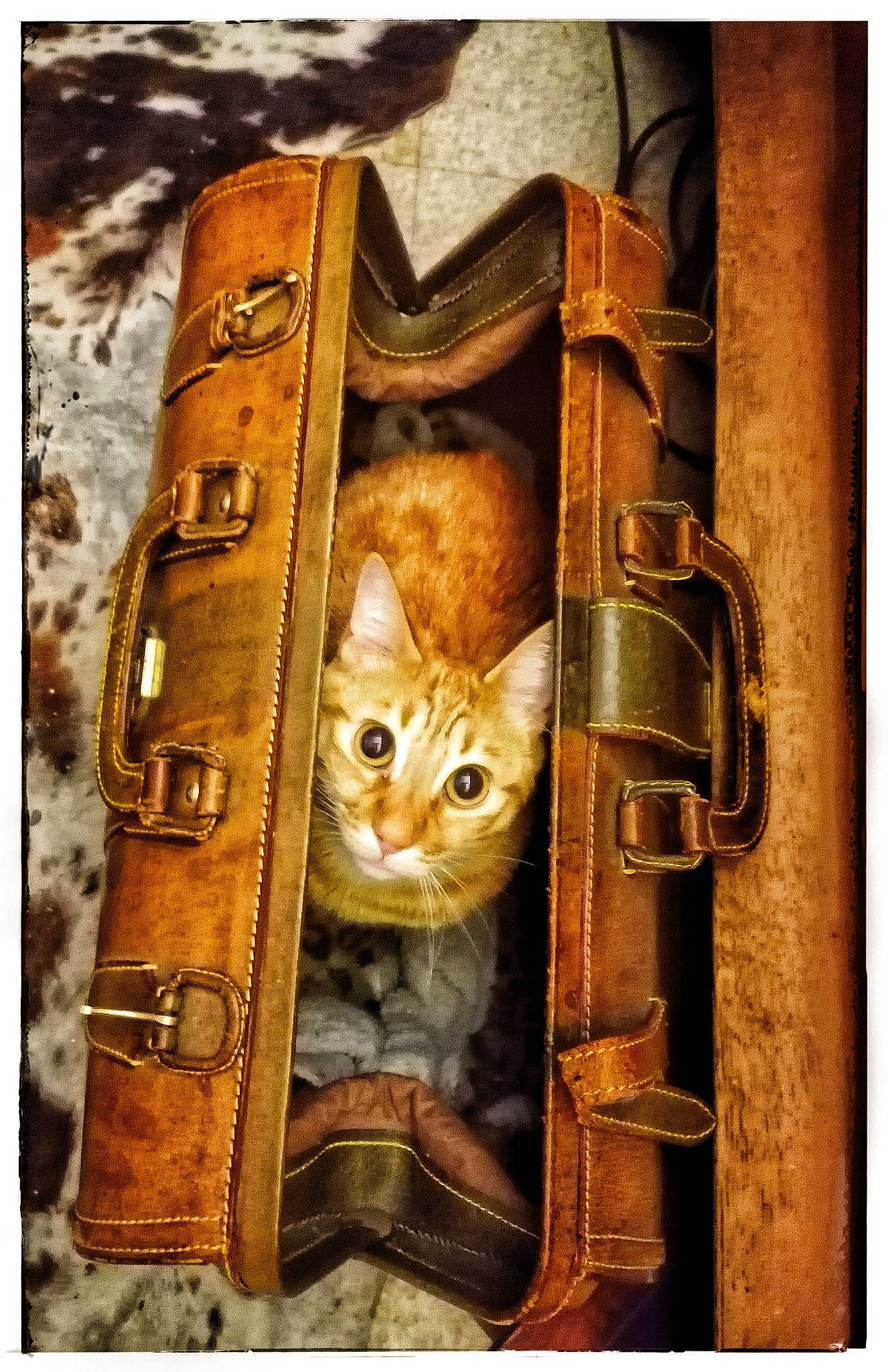 Astro a rejoint le concours — aidez-le/la à gagner de superbes lots ! art, brown, carnivore, cat, domestic_short_haired_cat, door, fashion_accessory, fawn, felidae, font, fur, illustration, metal, pattern, photograph, rectangle, small_to_medium_sized_cats, wallet, whiskers, wood