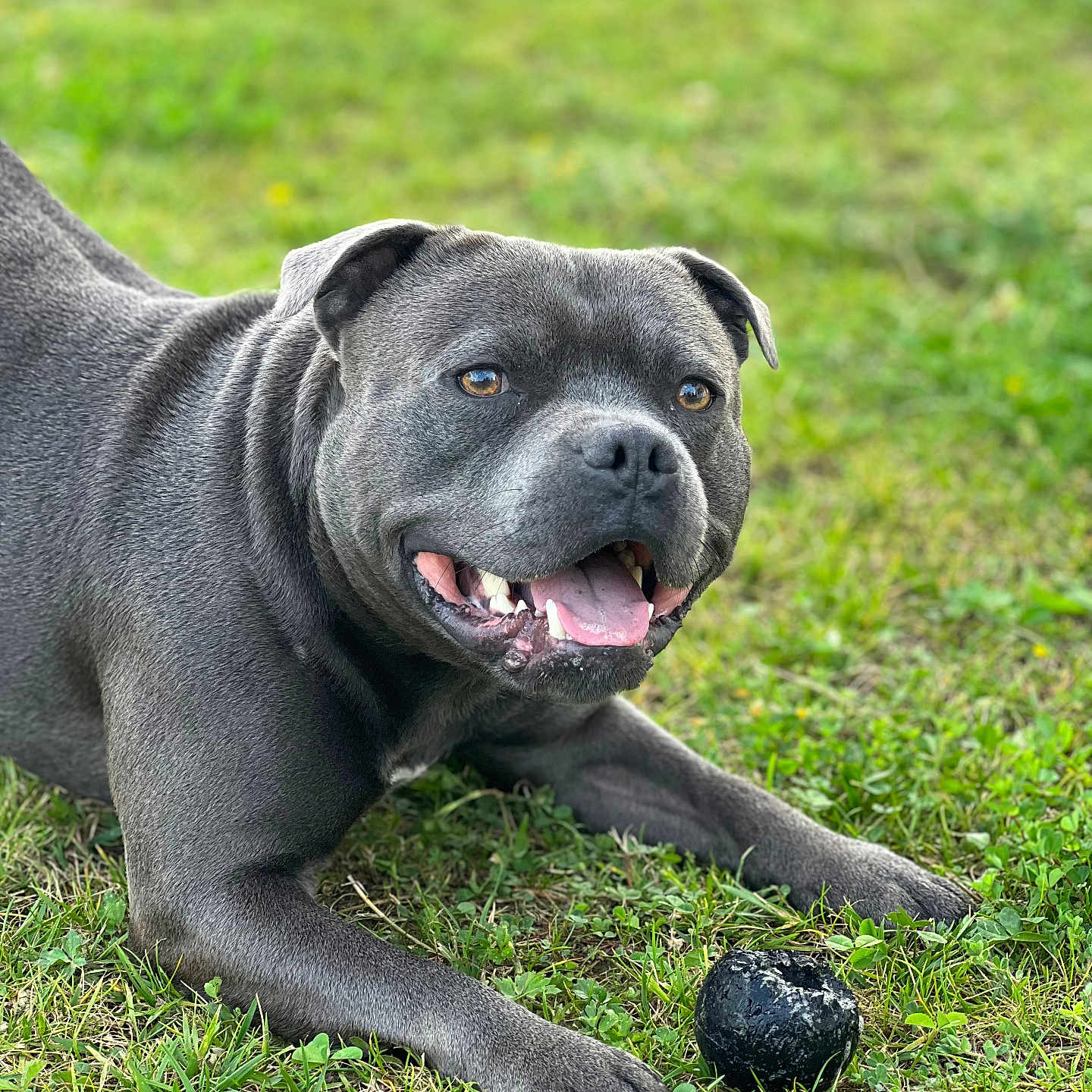 Thor participe au concours pour gagner de l'argent avec cette photo : animal, ball, canine, closeup, daylight, dog, ears, fur, grass, gray_dog, happy, muzzle, nature, outdoor, paw, pet, playful, smiling, tongue_out, toy