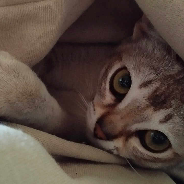 Uria a rejoint le concours — aidez-le/la à gagner de superbes lots ! animal, blanket, cat, closeup, comfort, cozy, curious, cute, ears, face, fur, indoor, napping, paw, pet, resting, sleepy, soft, tabby, whiskers