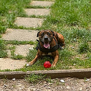 Scott a rejoint le concours — aidez-le/la à gagner de superbes lots ! dog, brindle, grass, red_ball, pathway, outdoor, panting, happy, pet, animal, nature, playful, summer, canine, leash, collar, tongue_out, resting, greenery, sunlight