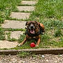 dog, brindle, grass, red_ball, pathway, outdoor, panting, happy, pet, animal, nature, playful, summer, canine, leash, collar, tongue_out, resting, greenery, sunlight