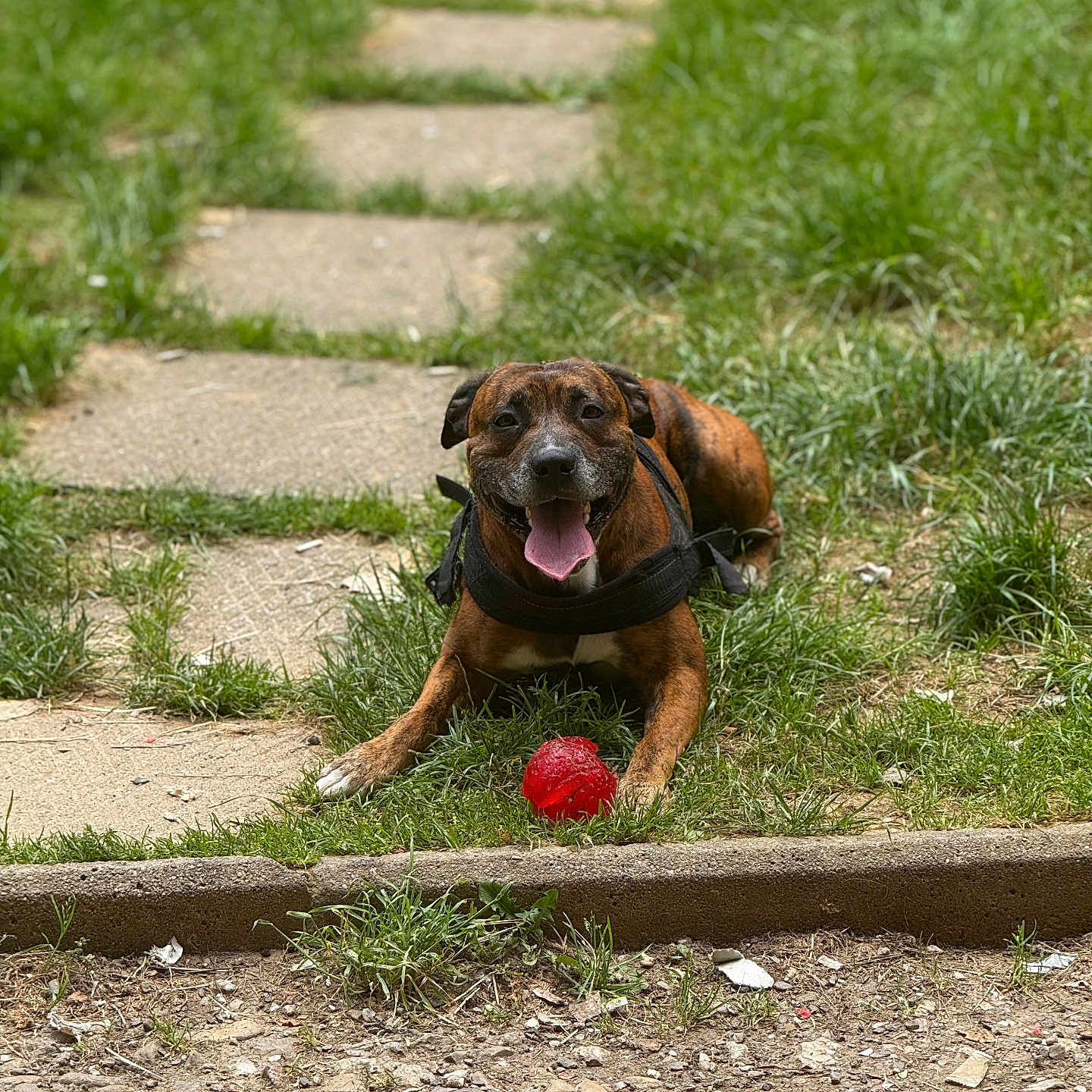 Scott a rejoint le concours — aidez-le/la à gagner de superbes lots ! animal, brindle, canine, collar, dog, grass, greenery, happy, leash, nature, outdoor, panting, pathway, pet, playful, red_ball, resting, summer, sunlight, tongue_out