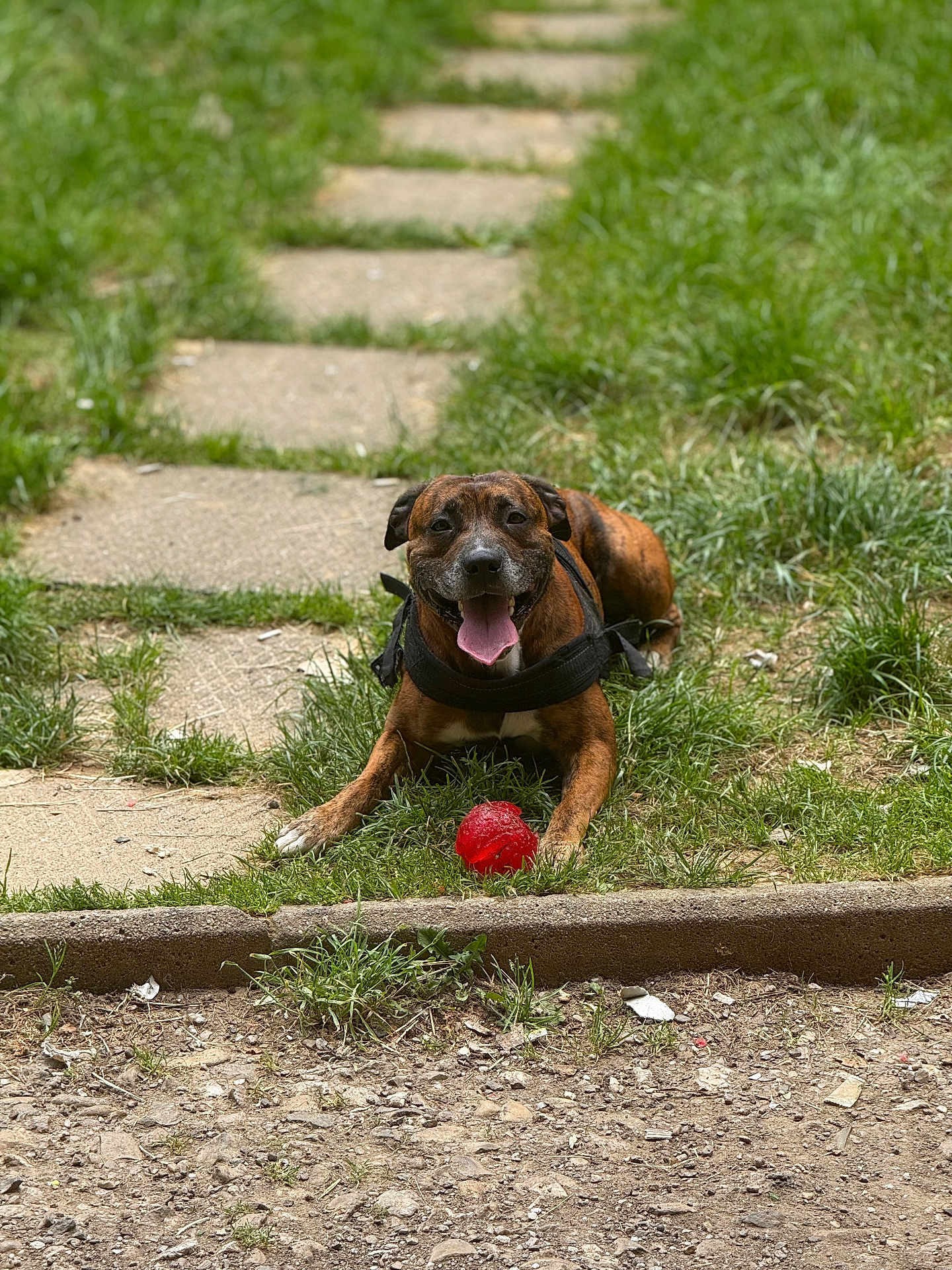 Scott a rejoint le concours — aidez-le/la à gagner de superbes lots ! dog, brindle, grass, red_ball, pathway, outdoor, panting, happy, pet, animal, nature, playful, summer, canine, leash, collar, tongue_out, resting, greenery, sunlight