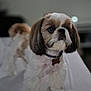 Canelo joined the competition — help win amazing prizes! dog, small_dog, shih_tzu, fluffy, white_fur, brown_fur, collar, pet, indoor, bed, blurred_background, television, cute, alert, standing, animal, companion, fur, face, domestic