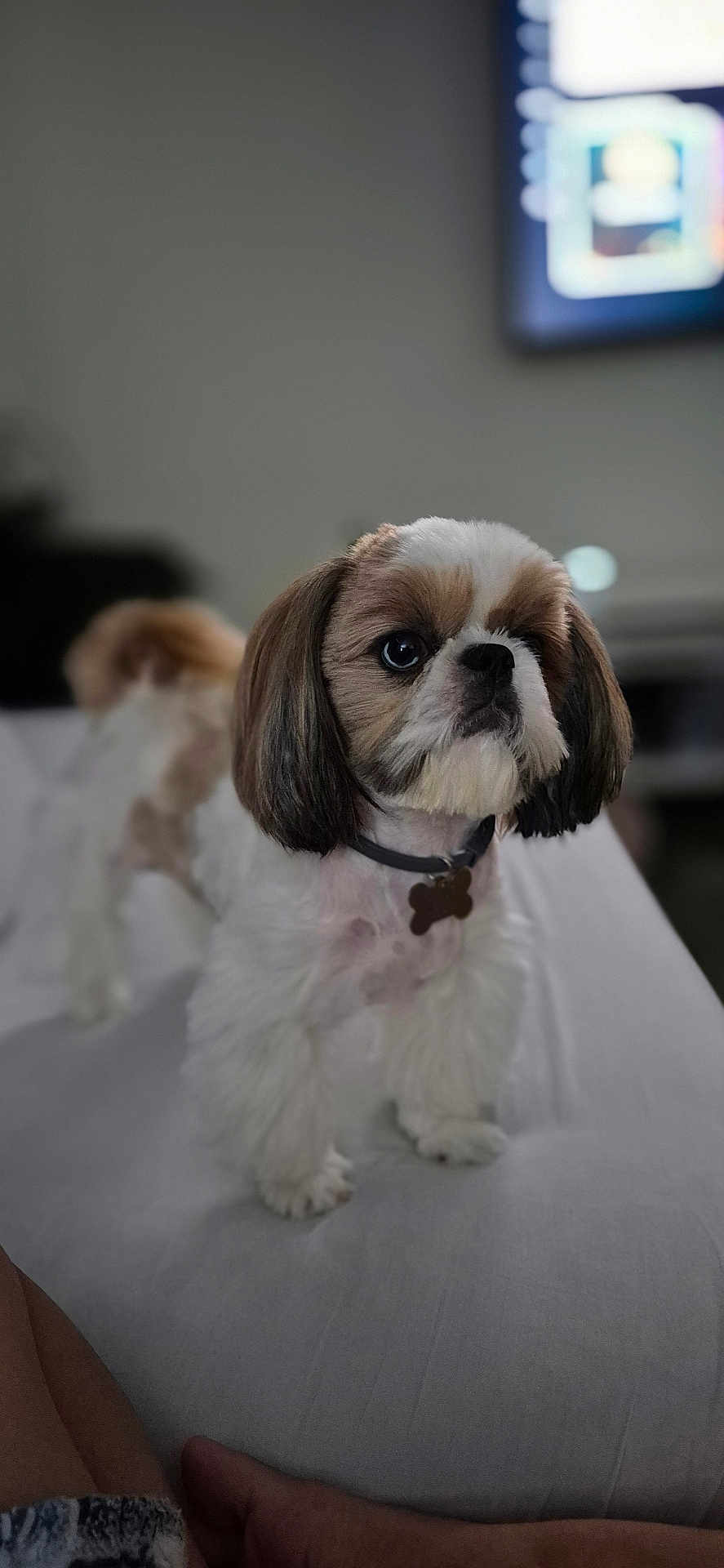 Canelo