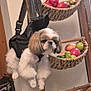 Canelo joined the competition — help win amazing prizes! dog, pet, harness, fruit_basket, wooden_ladder, indoor, vegetables, fruits, onion, tomato, apple, green_fruit, floor, wall, switch, backpack, fur, cute, animal, suspension
