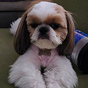 Canelo joined the competition — help win amazing prizes! dog, shih_tzu, pet, fluffy, paws, couch, indoor, furniture, blanket, can, fur, animal, resting, cute, companion, domestic, portrait, brown_and_white, relaxed, close_up