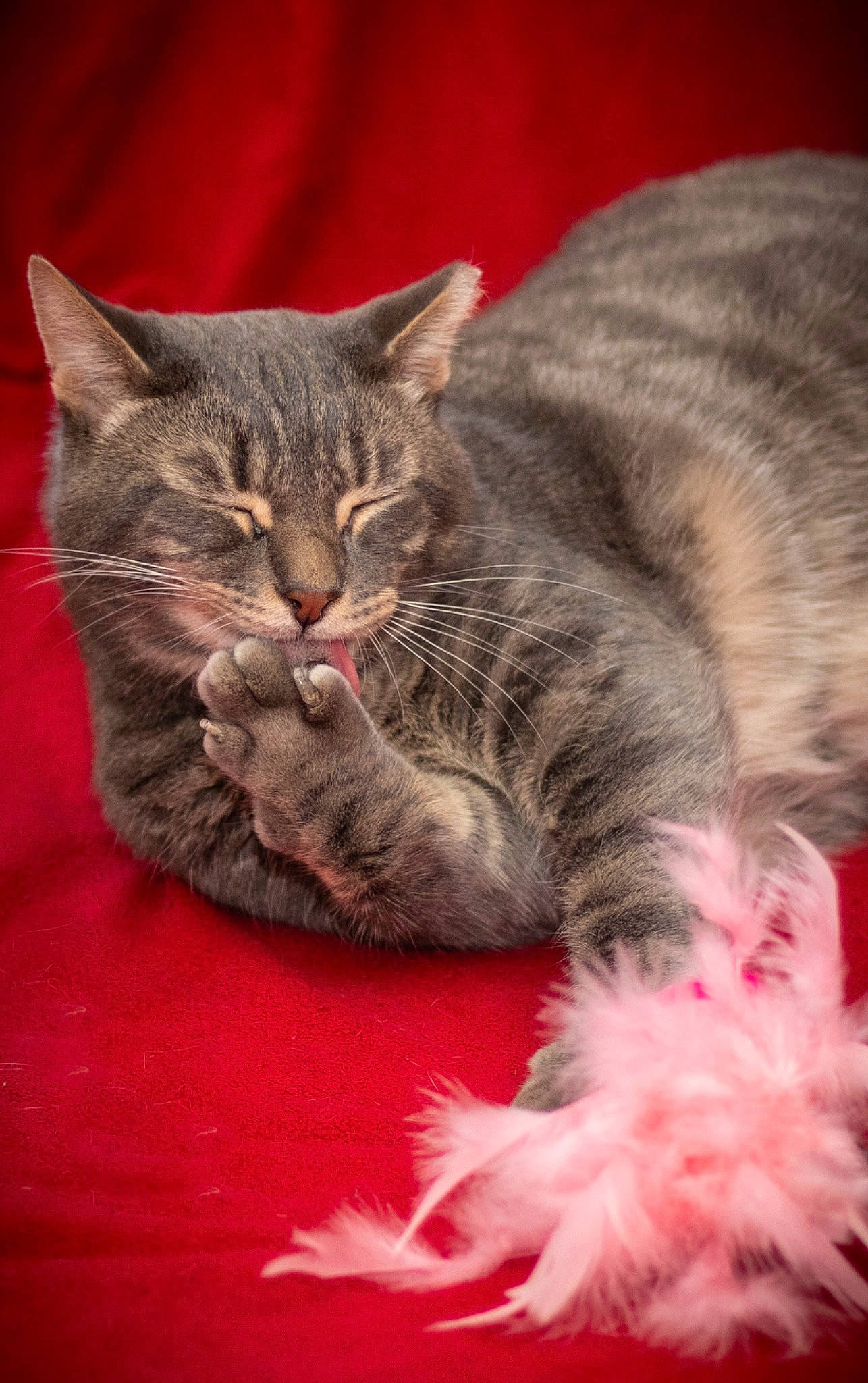 Axl joined the competition — help win amazing prizes! carnivore, cat, cat_supply, claw, close_up, comfort, domestic_short_haired_cat, event, felidae, fur, paw, small_to_medium_sized_cats, snout, tail, whiskers, wildlife