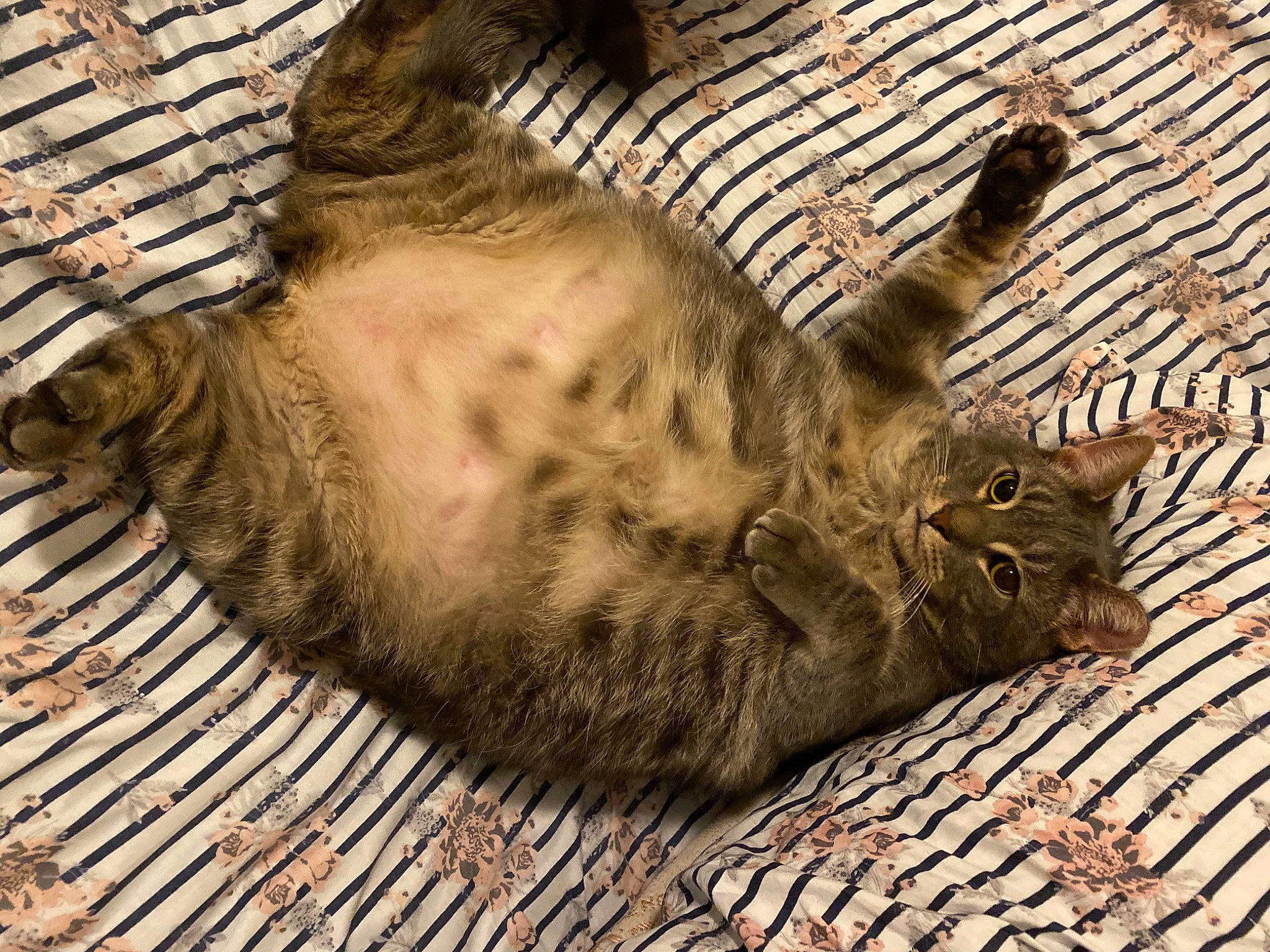 Axl joined the competition — help win amazing prizes! carnivore, cat, claw, domestic_short_haired_cat, fawn, felidae, fur, mammal, nap, paw, sleep, small_to_medium_sized_cats, snout, tail, terrestrial_animal, trunk, whiskers, wildlife, wood, zoo