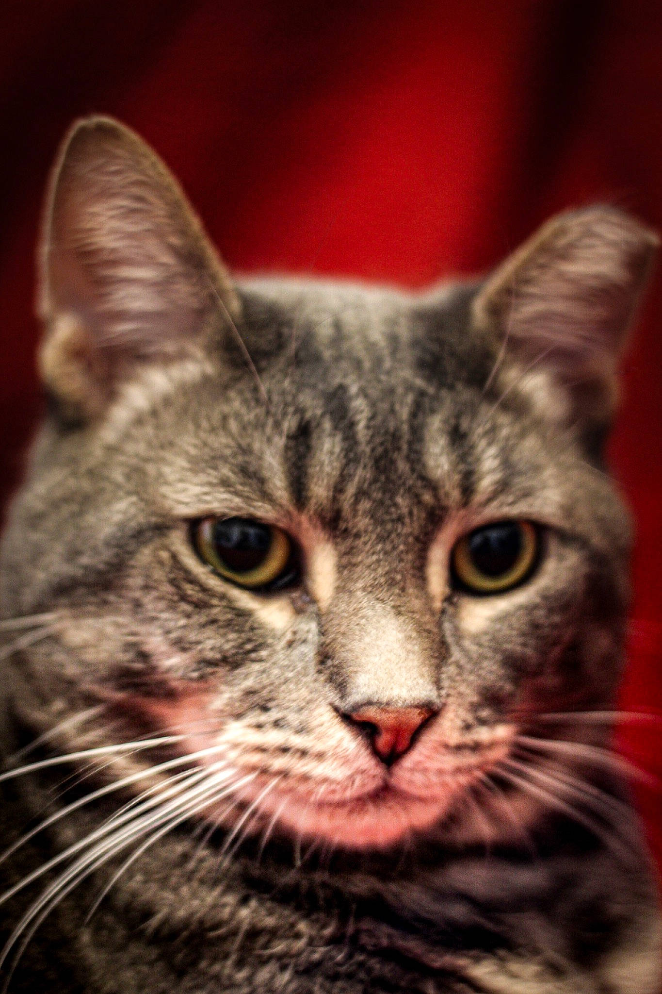 Axl is registered to the contest to win money with this photo: art, carnivore, cat, domestic_short_haired_cat, felidae, fur, small_to_medium_sized_cats, snout, terrestrial_animal, tree, whiskers, wildlife, window