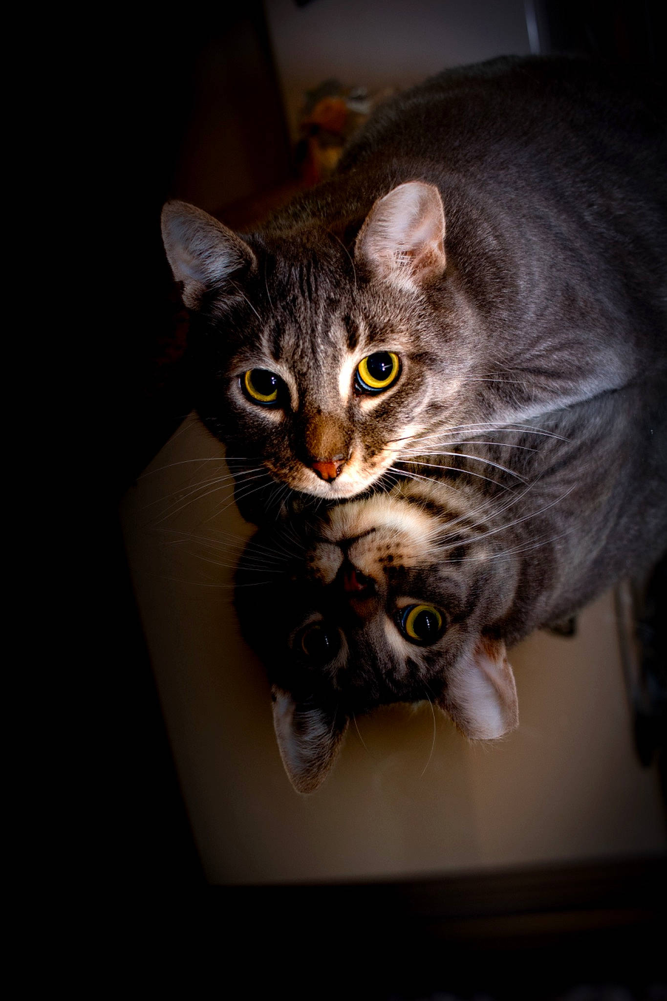 Axl is registered to the contest to win money with this photo: carnivore, cat, cat_toy, darkness, domestic_short_haired_cat, door, ear, felidae, fur, grey, paw, small_to_medium_sized_cats, snout, tail, whiskers, window