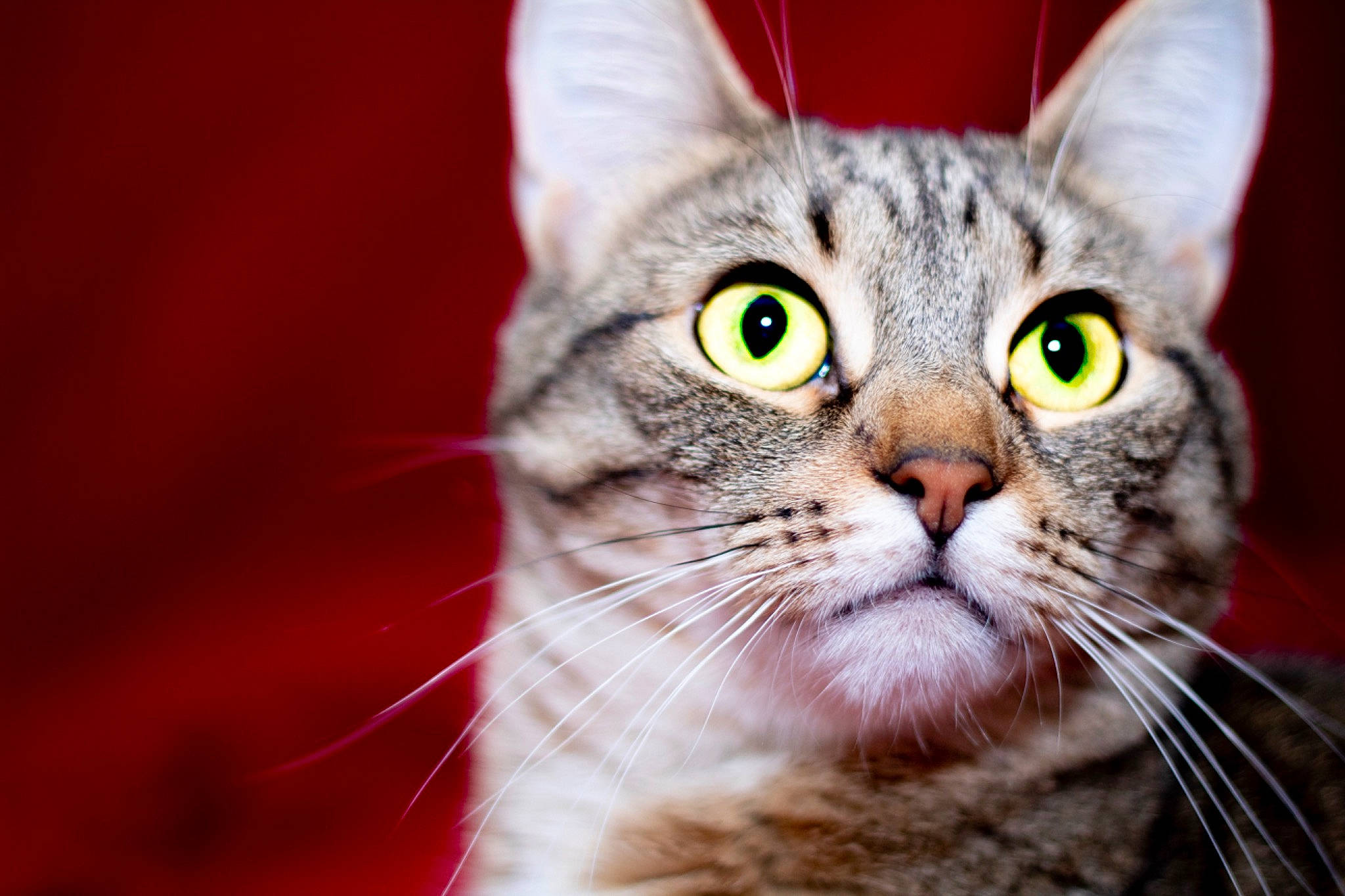 Rose is registered to the contest to win money with this photo: carnivore, cat, domestic_short_haired_cat, felidae, fur, macro_photography, paw, small_to_medium_sized_cats, snout, whiskers, window