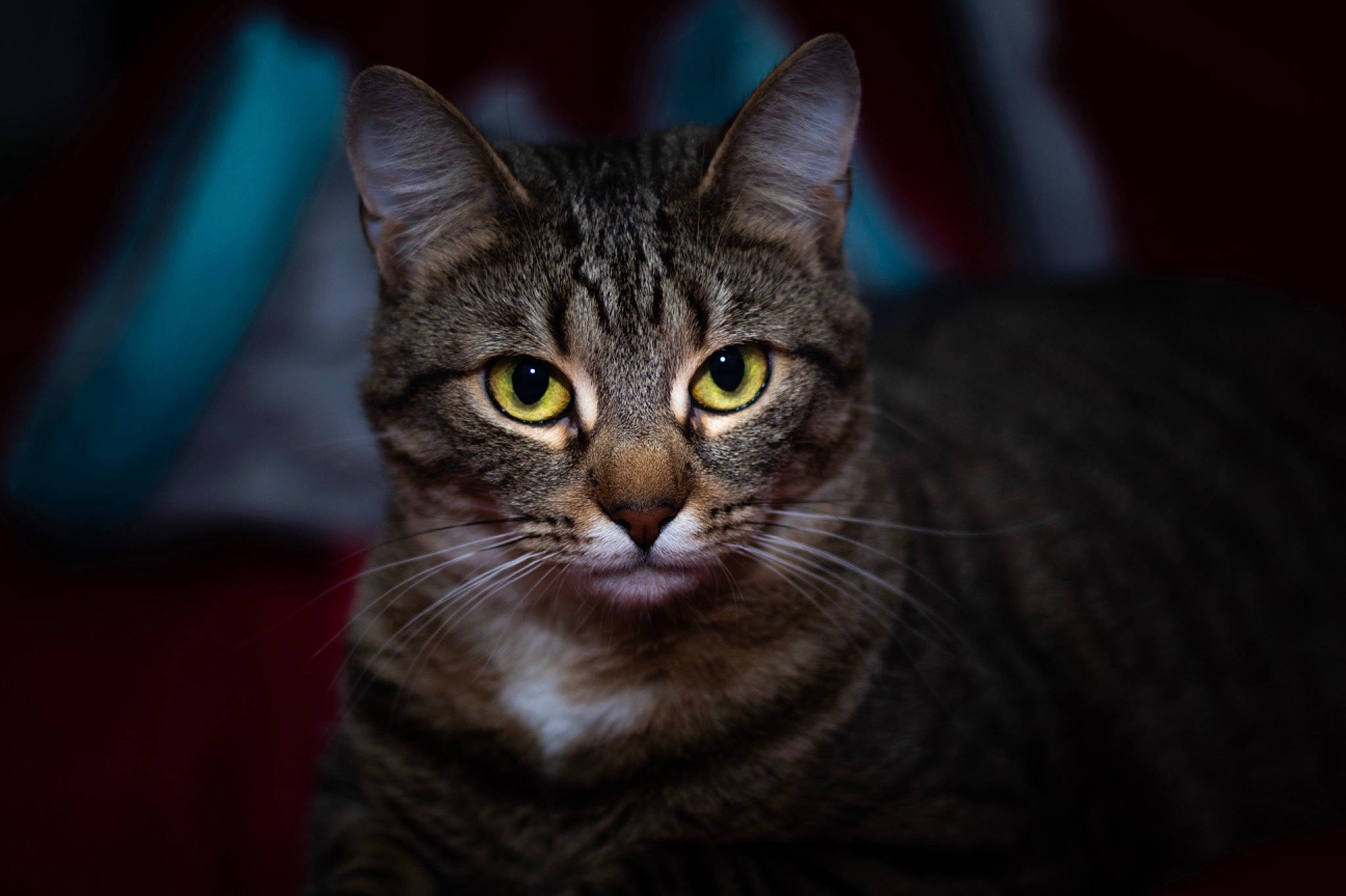 Rose joined the competition — help win amazing prizes! carnivore, cat, darkness, domestic_short_haired_cat, felidae, fur, small_to_medium_sized_cats, snout, terrestrial_animal, whiskers, wildlife