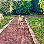 dog, path, garden, grass, flowers, hedge, tennis_ball, outdoor, sunny, greenery, shrub, tree, pet, small_dog, daytime, nature, playful, scruffy, fur, blue_sky