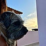 Saly participe au concours pour gagner de l'argent avec cette photo : dog, sunset, outdoor, sky, wall, fur, pet, animal, person_arm, quiet, peaceful, building, roof, evening, side_profile, closeup, calm, companion, nature, portrait