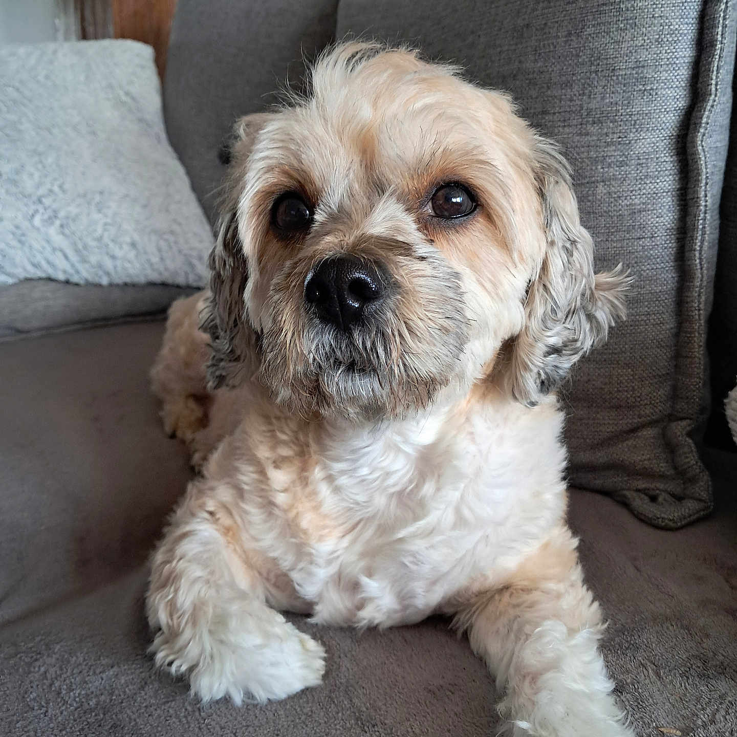 Pia participe au concours pour gagner de l'argent avec cette photo : animal, architecture, building, canine, chair, cockerspaniel, couch, cushion, dog, furniture, homedecor, indoors, linen, livingroom, pet, pillow, poodle, puppy, room, terrier