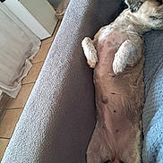 Pia participe au concours pour gagner de l'argent avec cette photo : dog, lying_down, indoor, couch, blanket, relaxed, pet, fur, paw, sleeping, cozy, home, floor, tile_floor, furniture, resting, domestic_animal, cute, canine, animal