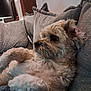 Pia a rejoint le concours — aidez-le/la à gagner de superbes lots ! dog, couch, pet, indoor, fluffy, relaxed, cozy, fur, side_view, pillow, resting, home, animal, mammal, domestic_animal, companion, cute, snuggle, soft, comfort