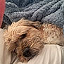 Pia participe au concours pour gagner de l'argent avec cette photo : dog, sleeping, blanket, pillow, cozy, resting, fur, indoor, closeup, cute, pet, relaxed, whiskers, nose, bed, comfort, snuggle, soft, warm, animal