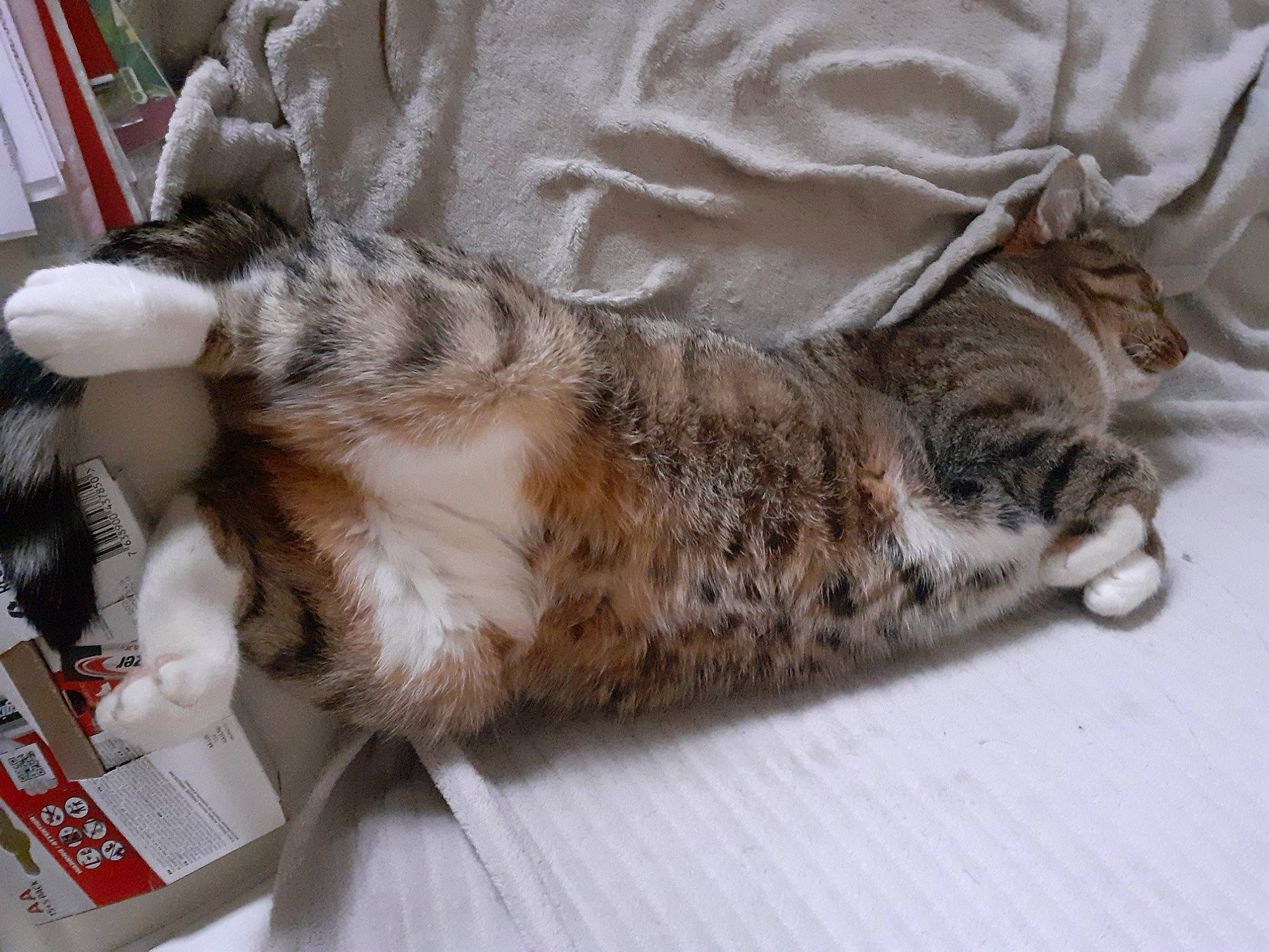 Pignouf a rejoint le concours — aidez-le/la à gagner de superbes lots ! bed, canidae, carnivore, cat, claw, comfort, domestic_short_haired_cat, felidae, fur, nap, paw, sleep, small_to_medium_sized_cats, snout, sporting_group, tail, terrestrial_animal, whiskers