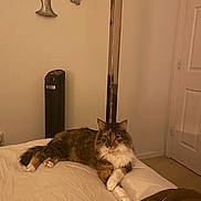 Soso is registered to the contest to win money with this photo: cat, bed, feline, crossed_paws, indoor, decorative_wall_art, fan, neutral_wall, relaxed, fluffy, multi-colored, domestic_cat, fur, pet, resting, cozy, home, carpet, door, blanket