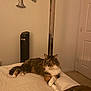 cat, bed, feline, crossed_paws, indoor, decorative_wall_art, fan, neutral_wall, relaxed, fluffy, multi-colored, domestic_cat, fur, pet, resting, cozy, home, carpet, door, blanket