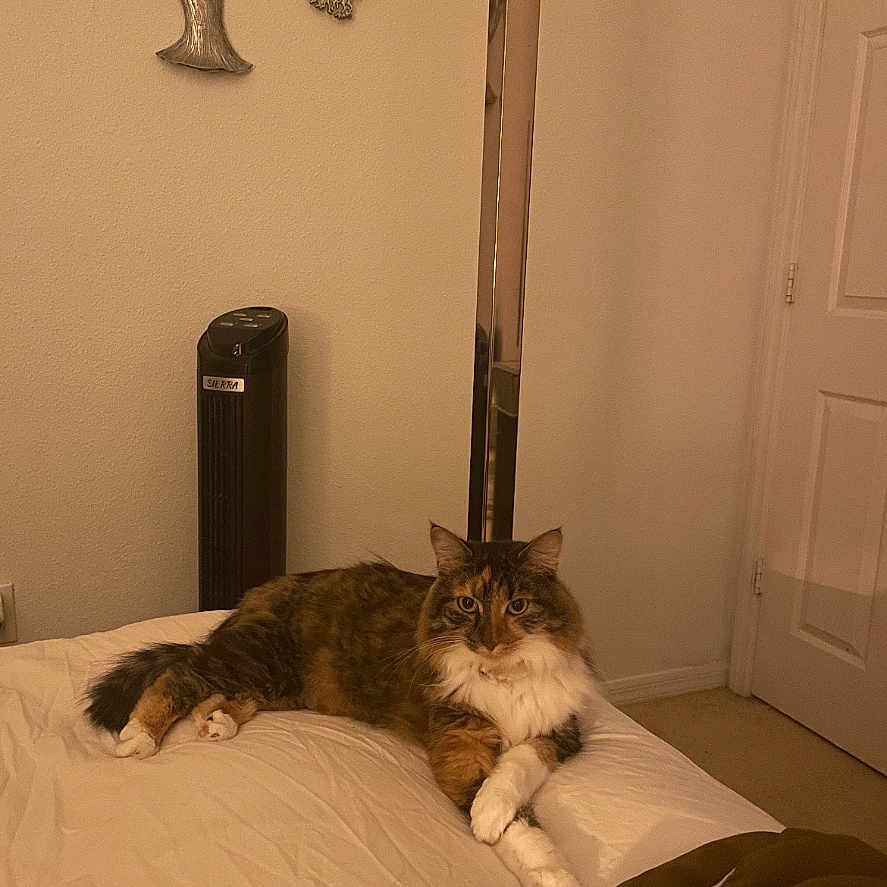 Soso is registered to the contest to win money with this photo: bed, blanket, carpet, cat, cozy, crossed_paws, decorative_wall_art, domestic_cat, door, fan, feline, fluffy, fur, home, indoor, multi-colored, neutral_wall, pet, relaxed, resting