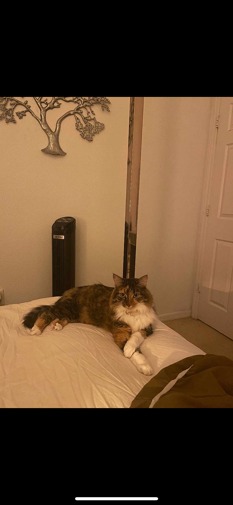 Soso is registered to the contest to win money with this photo: cat, bed, feline, crossed_paws, indoor, decorative_wall_art, fan, neutral_wall, relaxed, fluffy, multi-colored, domestic_cat, fur, pet, resting, cozy, home, carpet, door, blanket