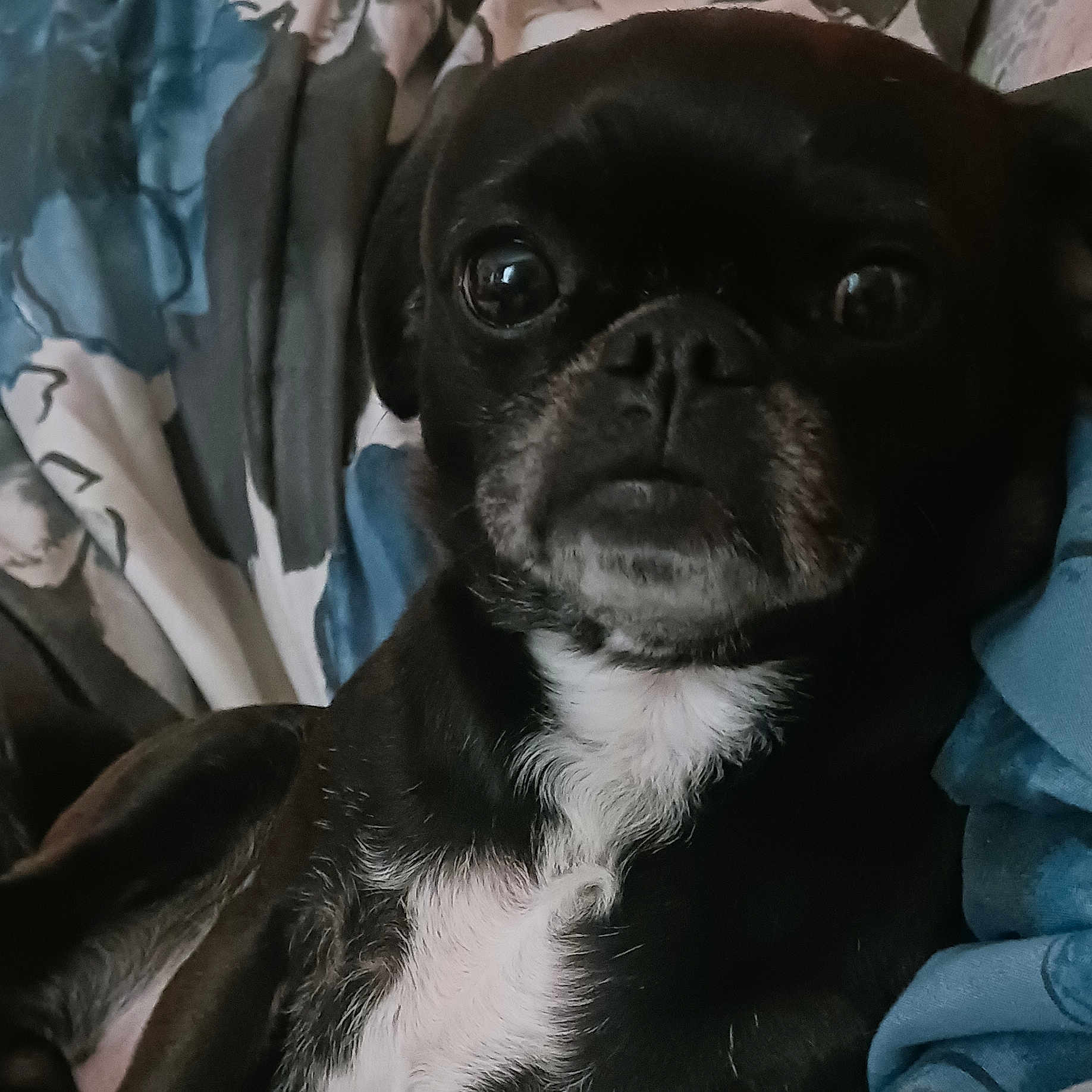 Denver joined the competition — help win amazing prizes! animal, bostonbull, boxer, bulldog, canine, chihuahua, dog, frenchbulldog, hound, pet, pitbull, pug, puppy