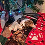 Jessi Milam joined the competition — help win amazing prizes! blanket, cat, christmas_tree, cozy, decorations, feline, festive, holiday_lights, indoor, patterned_blanket, pet, pine_needles, red, relaxed, resting, sleeping, soft_lighting, tabby, warm, white_paws