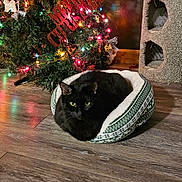 Jessi Milam is registered to the contest to win money with this photo: animal, black_cat, cat_bed, christmas_lights, christmas_tree, cozy, decor, feline, festive, greenery, holiday_decorations, home, indoor, ornaments, pet, quiet, relaxed, soft_bed, sparkle, wooden_floor