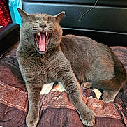 Jessi Milam joined the competition — help win amazing prizes! cat, gray_cat, yawning, pet, feline, indoor, cushion, fabric, fur, relaxed, animal, mouth_open, teeth, paw, resting, cozy, furniture, seat, home, comfort