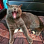 cat, gray_cat, yawning, pet, feline, indoor, cushion, fabric, fur, relaxed, animal, mouth_open, teeth, paw, resting, cozy, furniture, seat, home, comfort