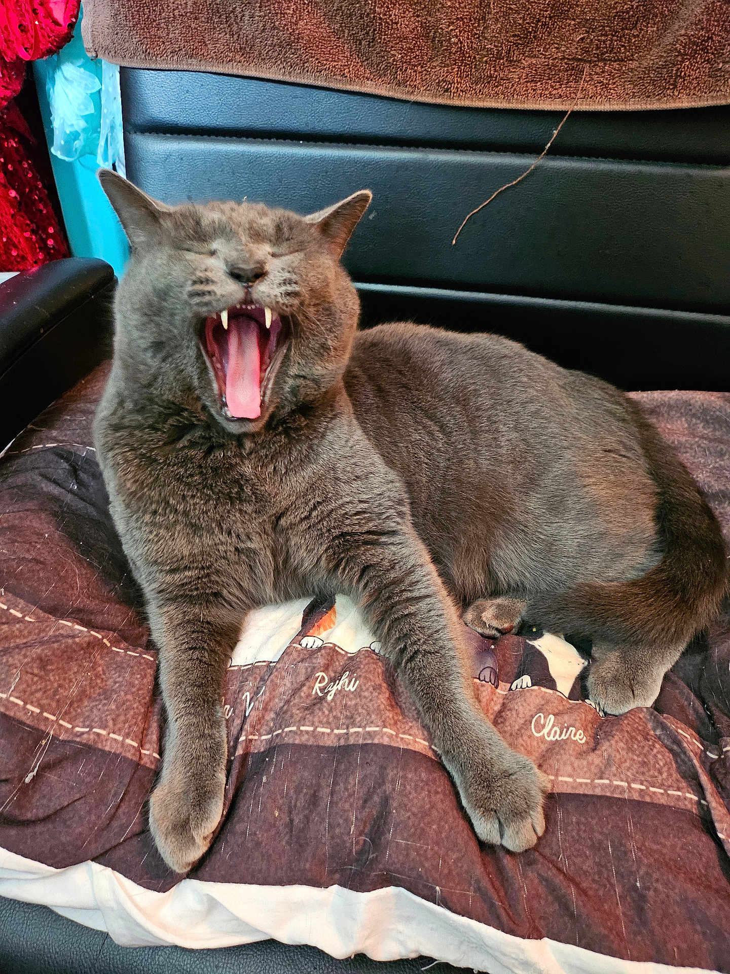 Jessi Milam joined the competition — help win amazing prizes! cat, gray_cat, yawning, pet, feline, indoor, cushion, fabric, fur, relaxed, animal, mouth_open, teeth, paw, resting, cozy, furniture, seat, home, comfort