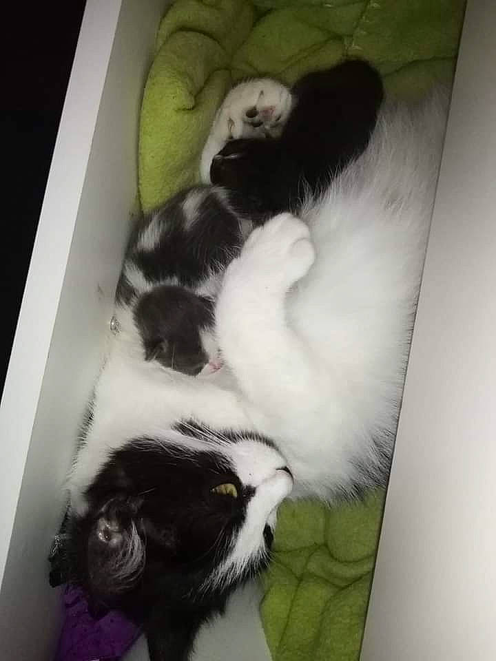 Neige a rejoint le concours — aidez-le/la à gagner de superbes lots ! canidae, carnivore, cat, claw, comfort, companion_dog, dog_breed, domestic_short_haired_cat, felidae, fur, mammal, nap, paw, room, small_to_medium_sized_cats, sporting_group, tail, terrestrial_animal, vertebrate, whiskers