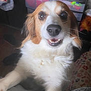 Zena joined the competition — help win amazing prizes! animal, brown_fur, canine, closeup, companion, container, dog, eyes, face, floor, fluffy, furniture, indoor, mouth, nose, pet, smiling, storage, whiskers, white_fur