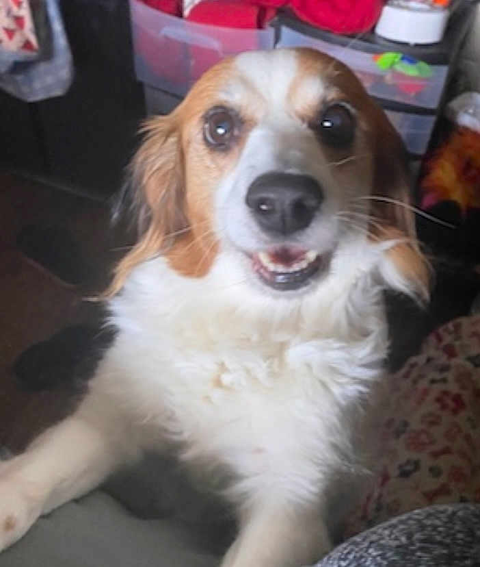 Zena