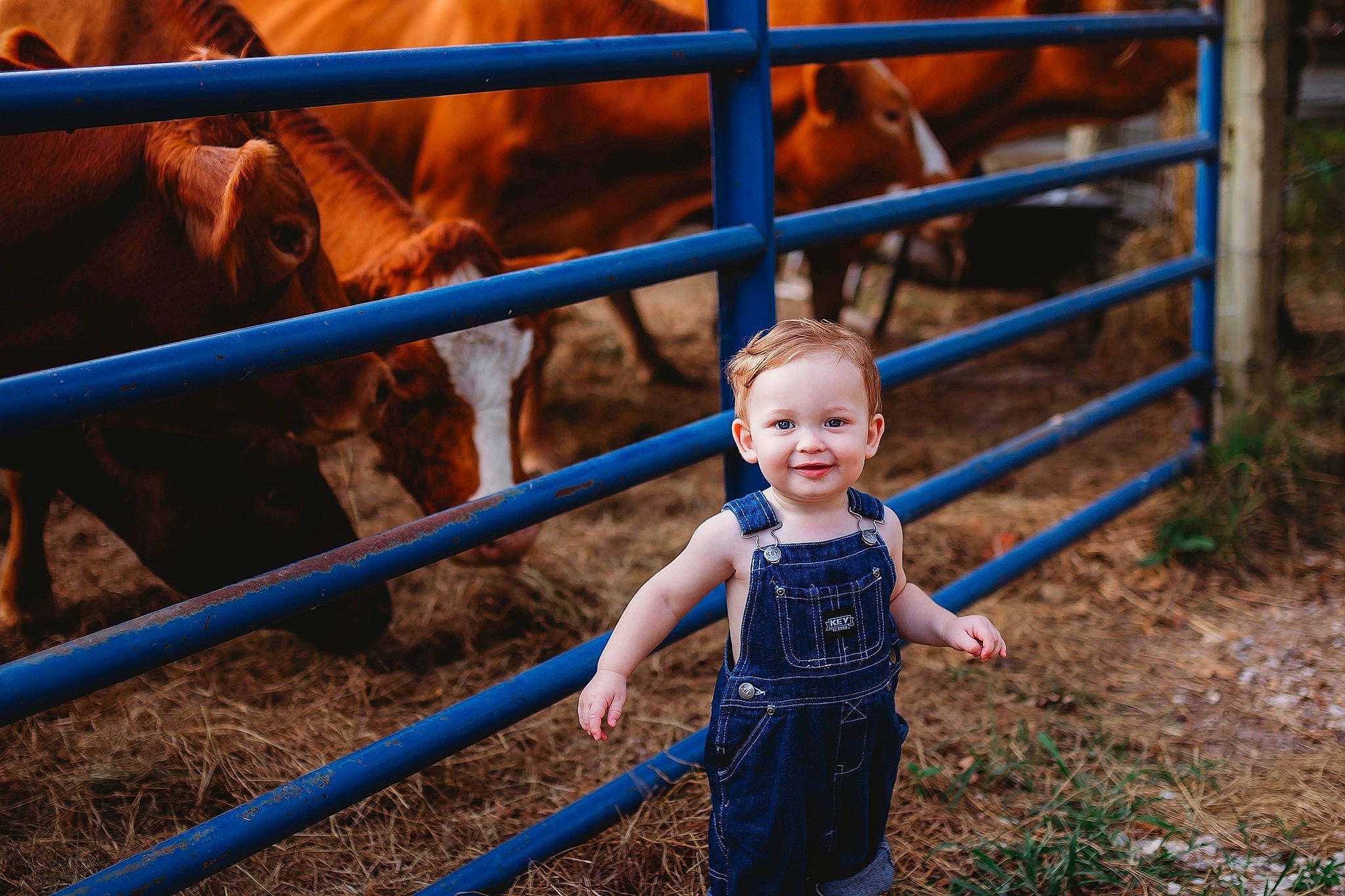 Baylen is registered to the contest to win money with this photo: blue, bovine, child, family, farm, fun, happy, joy, landscape, livestock, person, photography, portrait_photography, sky, smile, toddler