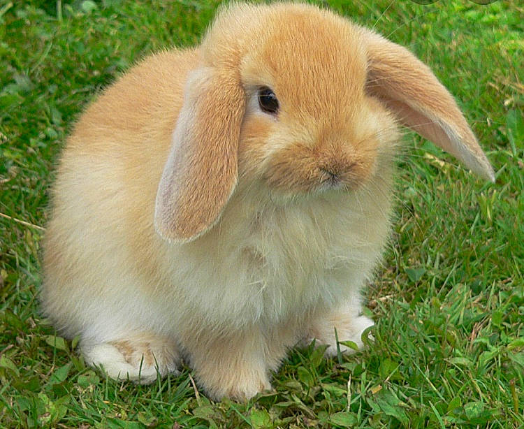 Caramel a rejoint le concours — aidez-le/la à gagner de superbes lots ! domestic_rabbit, ear, fawn, grass, hare, mammal, plant, rabbit, rabbits_and_hares, skin, snout, vertebrate, whiskers