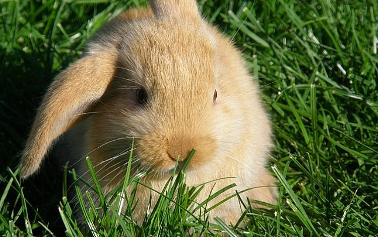 Caramel a rejoint le concours — aidez-le/la à gagner de superbes lots ! domestic_rabbit, ear, fawn, grass, hare, mammal, plant, rabbit, rabbits_and_hares, snout, vertebrate, whiskers, wildlife