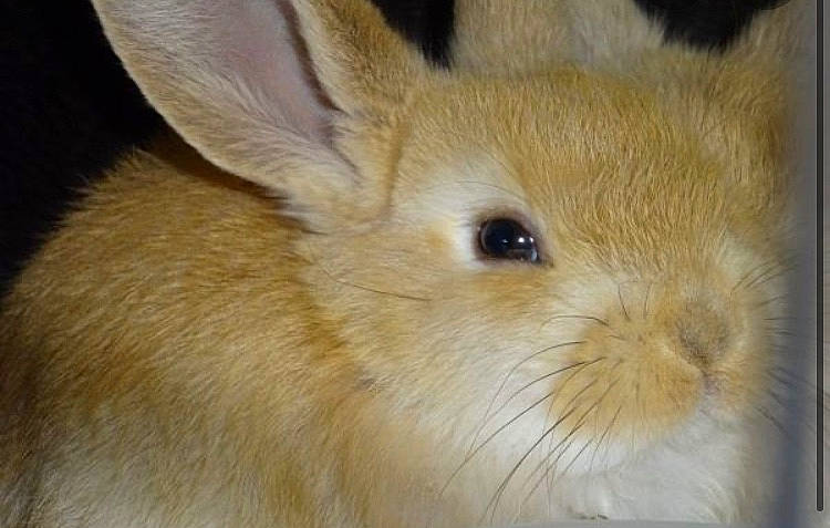 Caramel a rejoint le concours — aidez-le/la à gagner de superbes lots ! beige, domestic_rabbit, ear, fawn, fur, hare, mammal, rabbit, rabbits_and_hares, skin, snout, snowshoe_hare, vertebrate, whiskers, wildlife, wood_rabbit