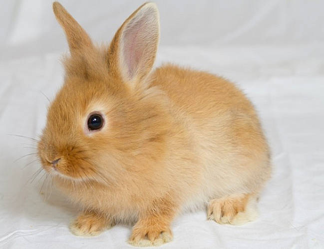 Caramel a rejoint le concours — aidez-le/la à gagner de superbes lots ! beige, domestic_rabbit, ear, fawn, hare, mammal, rabbit, rabbits_and_hares, skin, snout, snowshoe_hare, vertebrate, whiskers, wildlife, wood_rabbit