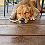 Diego participe au concours pour gagner de l'argent avec cette photo : dog, golden_retriever, sleeping, wooden_deck, chew_treat, outdoor, pet, animal, relaxed, napping, chair_legs, bare_feet, sunlight, fence, background, grass, paw, nose, quiet, resting