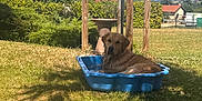 Diego a rejoint le concours — aidez-le/la à gagner de superbes lots ! dog, golden_retriever, pool, blue_pool, grass, garden, sunny, outdoor, summer, relaxing, pet, animal, canine, backyard, greenery, fence, tree, shadows, daytime, leisure