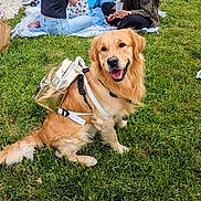Diego participe au concours pour gagner de l'argent avec cette photo : dog, golden_retriever, backpack, grass, outdoor, picnic, happy, animal, pet, canine, park, leisure, people, sitting, smiling, summer, casual, nature, friendship, relaxation