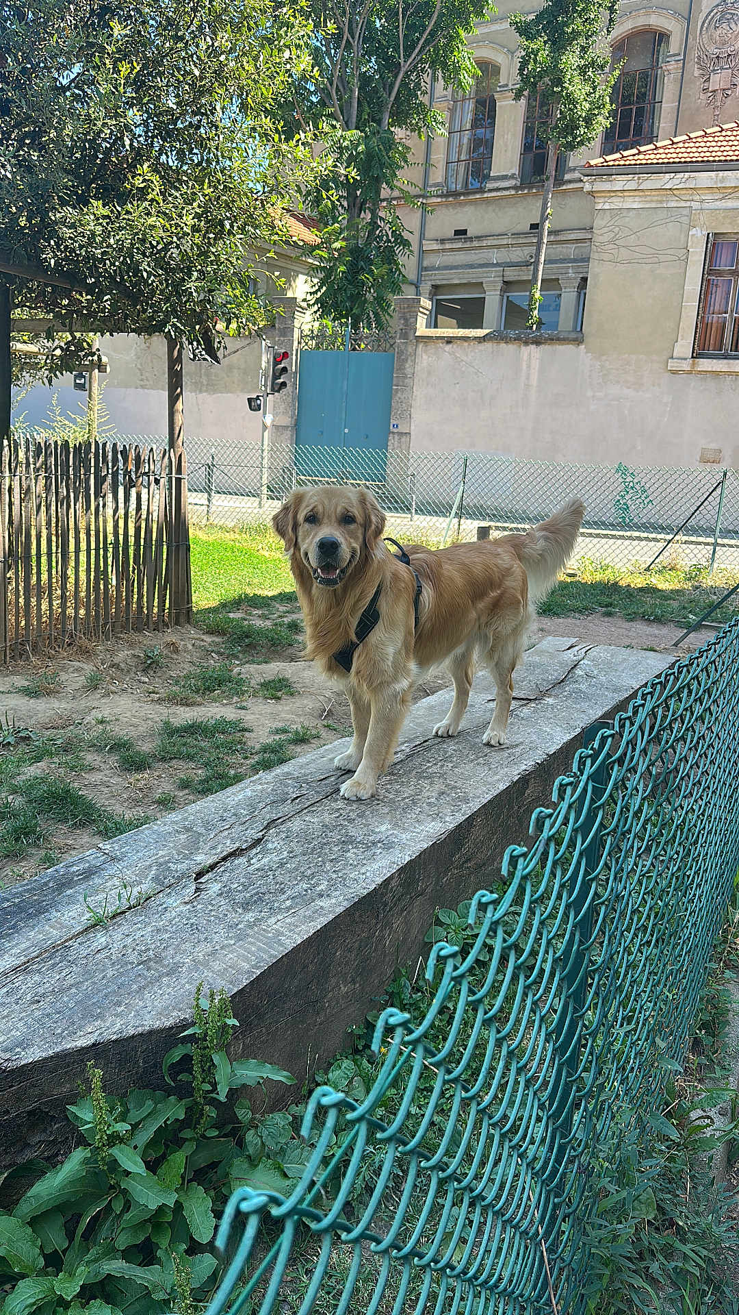 Diego a rejoint le concours — aidez-le/la à gagner de superbes lots ! dog, golden_retriever, outdoor, fence, wooden_plank, greenery, tree, building, grass, sunlight, pet, happy, canine, leash, nature, smiling, daylight, yard, mammal, animal